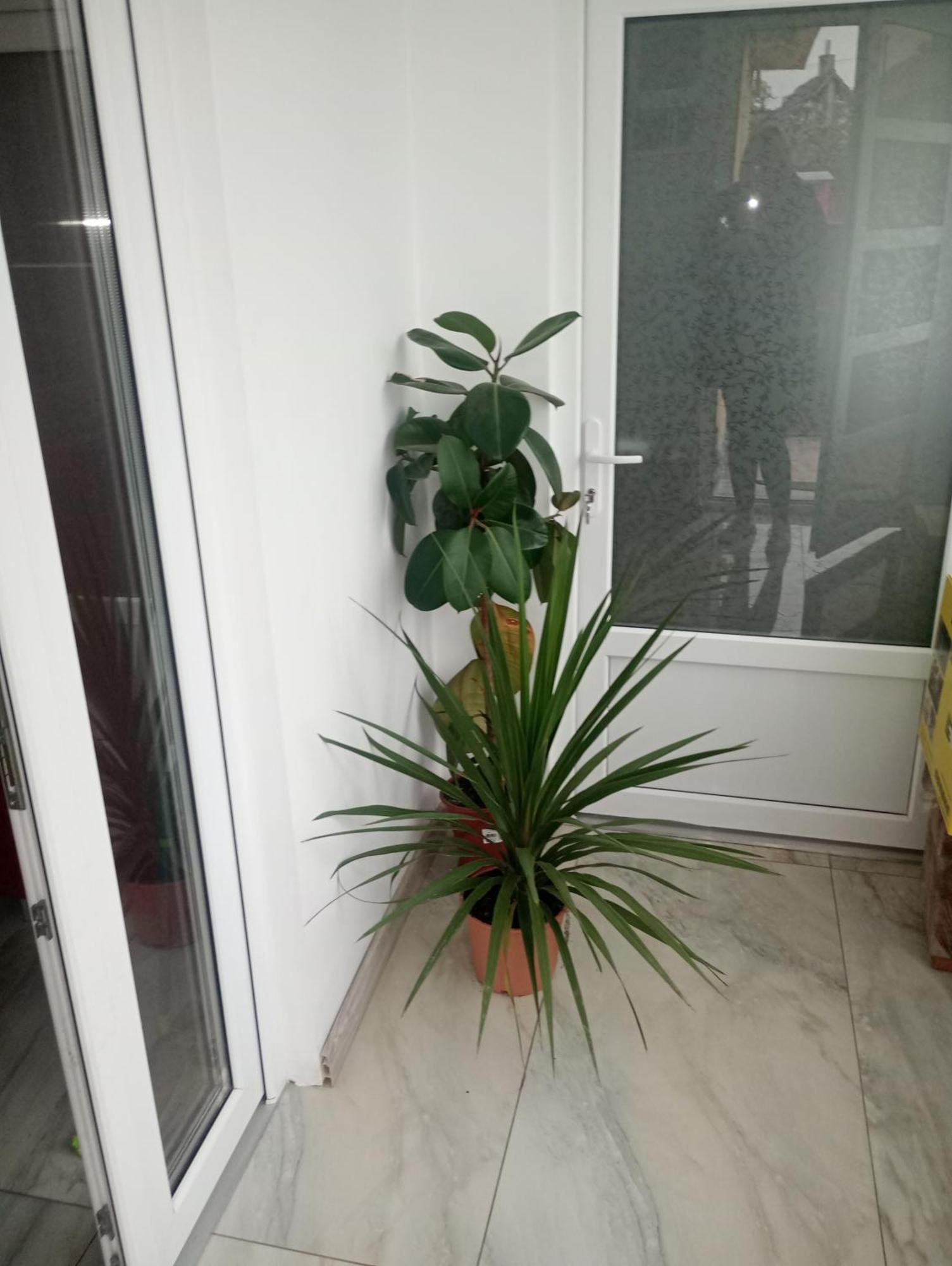 Izabella Guest House Sacele Bagian luar foto